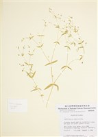 藏品(大萼繁縷)的圖片